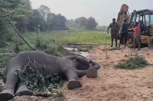 Use of jawbreaker results in the death of another wild elephant
