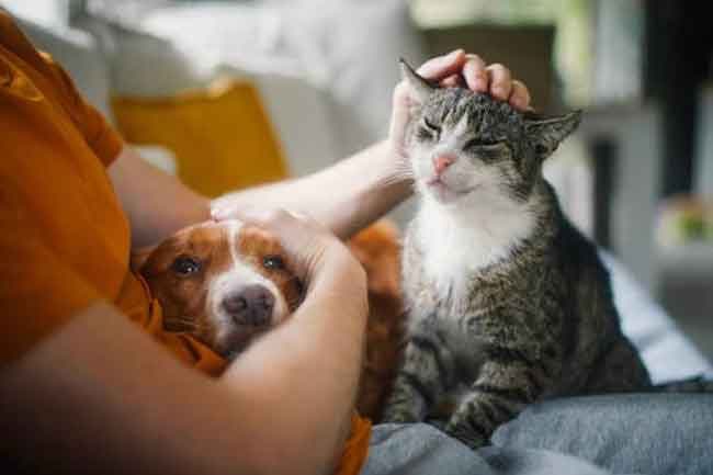 Sharp rise in rabies cases linked to cats, health officials warn