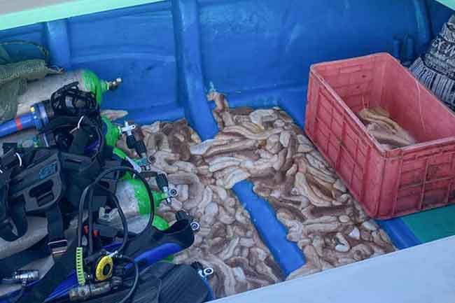 10 arrested for illegal harvesting of sea cucumbers