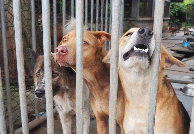 Abandoned pets become ‘hidden victims’ of Iran-US war