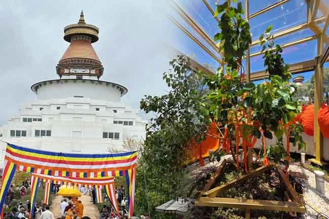 Sacred sapling of Jaya Sri Maha Bodhi in Bendigo added to Australia’s National Trust Register of Significant Trees