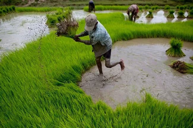 No issue in releasing water for cultivation in upcoming ‘Yala’ season: Irrigation Dept.