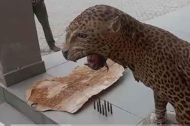 Ammunition, leopard skin seized in joint raid in Puttalam