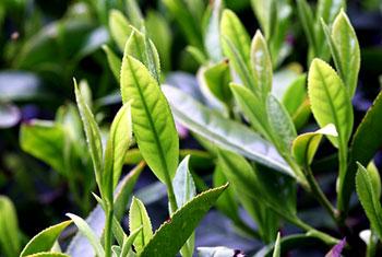 Debate brewing over Sri Lanka tea blending plans - report