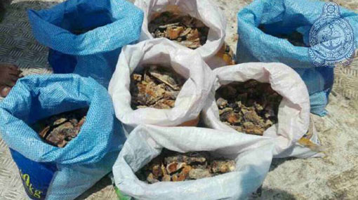Six arrested with turtle meat