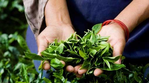 SL tea industry suffers Rs.600 million loss due to floods