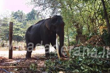 Woman dies following elephant attack