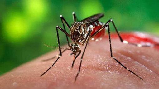 Health Ministry refutes GMOA claims of dengue medicine shortage