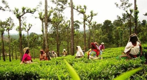 Sri Lanka tea farmers still recovering after devastating floods
