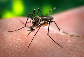 11,000 reported dengue cases and 34 deaths so far this year