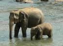 Elephant diplomacy between Korea and Sri Lanka