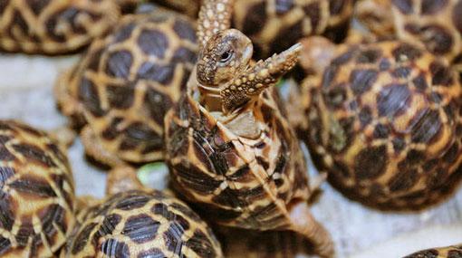 Man attempting to smuggle tortoises arrested at BIA