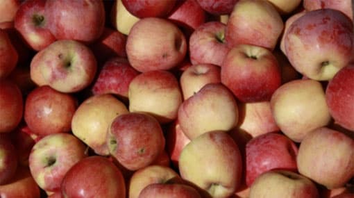 Apples imported from US linked to listeria outbreak
