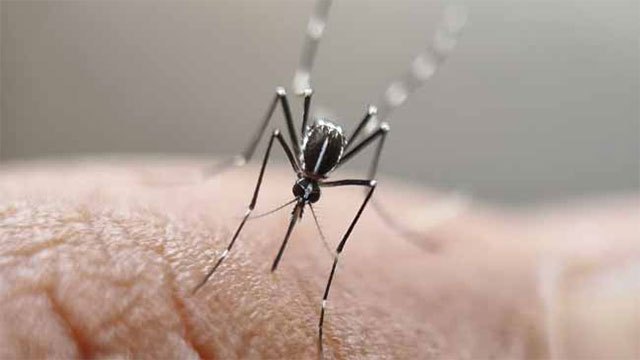 Special Dengue Prevention Week in Colombo from June 15 to 21