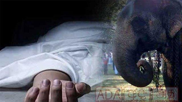 Man killed in elephant attack in Menikhinna
