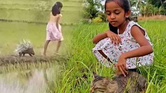 Sri Lankan girl and rescued porcupine win hearts around the world after viral video