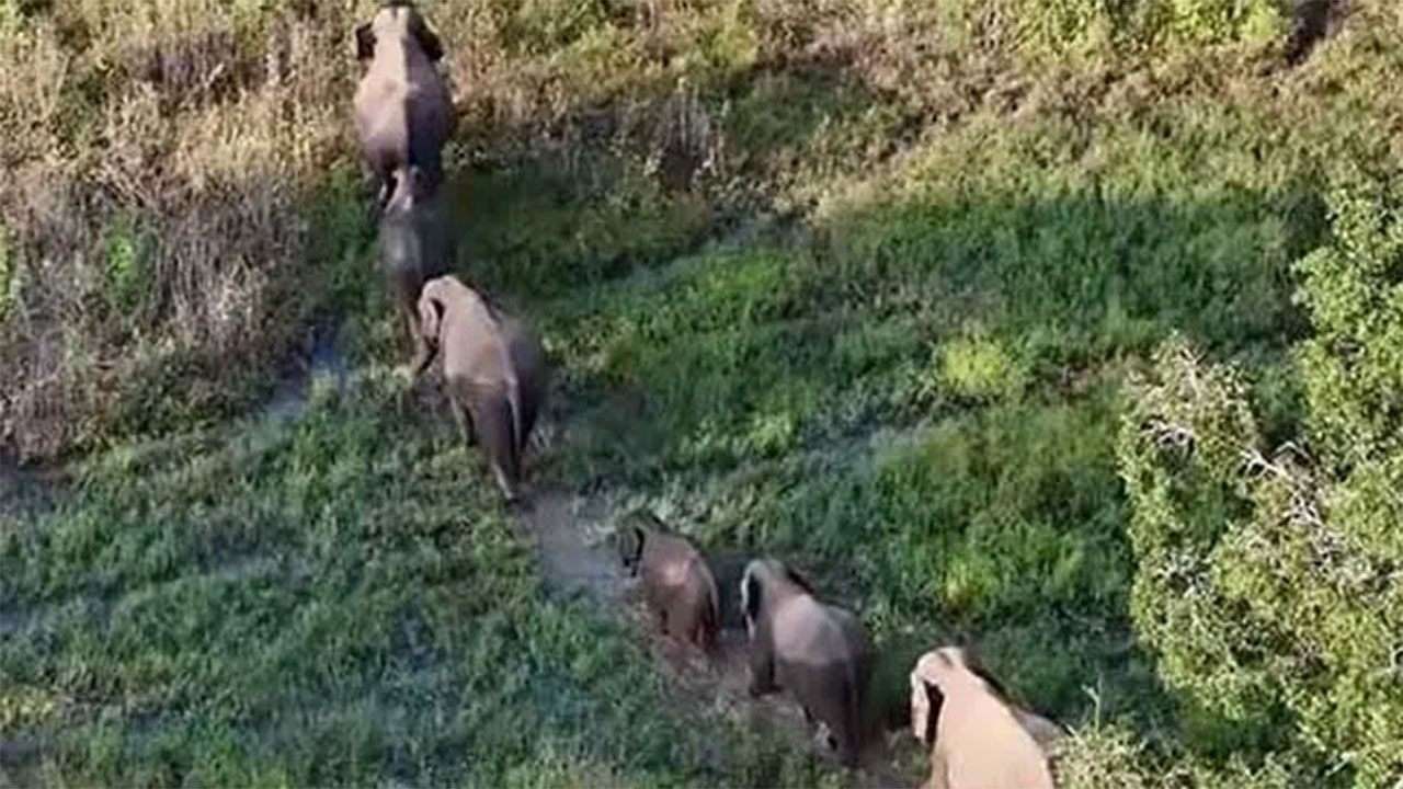 Integrated programme launched to tackle human-elephant conflict