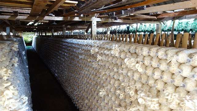 New insurance scheme to be introduced to protect mushroom farmers
