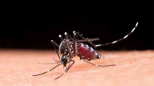Dengue cases in Sri Lanka surpass 75,000; death toll rises to 53