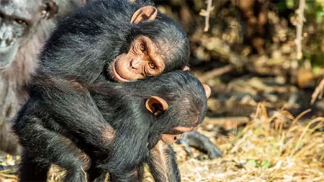 Great Apes kiss and cuddle to keep the peace, says study