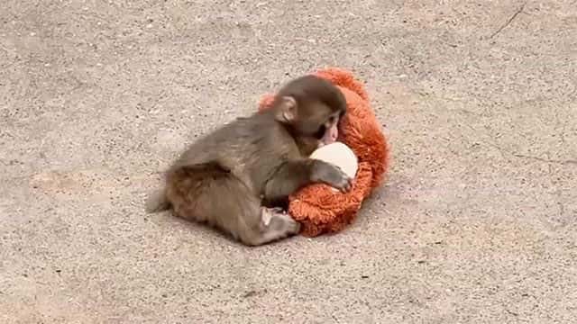 Japan’s monkey sensation Punch gets thousands of birthday messages as he turns 1 on Sunday