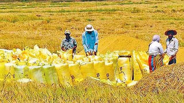 Paddy Marketing Board purchases nearly 20,000MT tons of paddy during Yala season