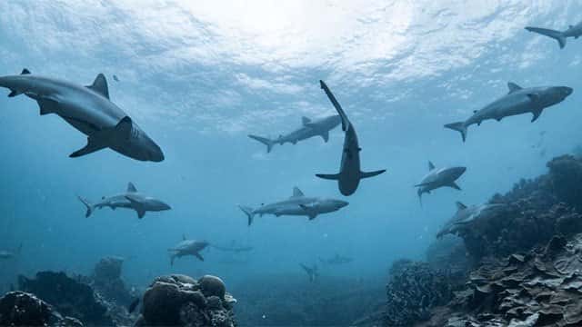 Scientists turn to sharks to improve hurricane predictions