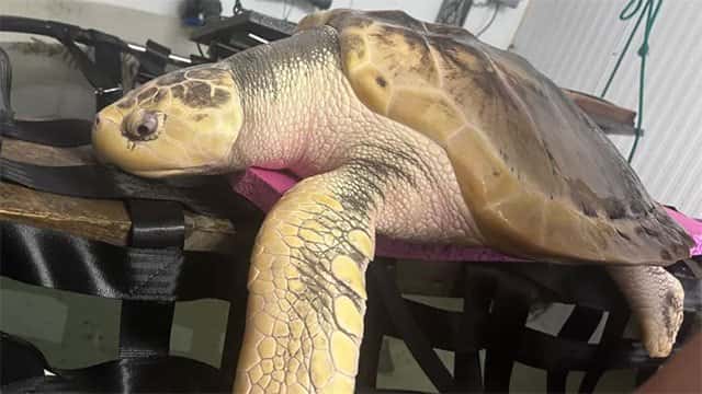 Rare turtle to be sent back home in 5,000-mile 'incredibly emotional' trip