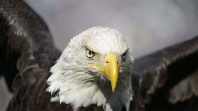 Jackie, the famous California bald eagle, dies after weeks of intensive care