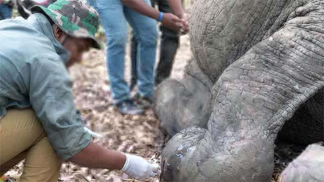 Wildlife vets continue ‘work-to-rule’ trade union action over unresolved demands