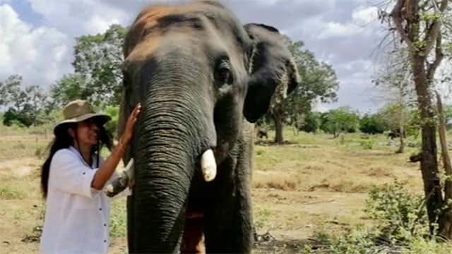 New Animal Welfare Bill seeks stronger legal protection for animals