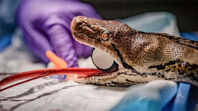 Snake undergoes 'world-first' human cancer therapy