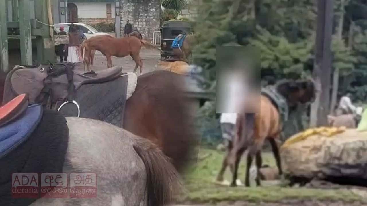 Youth arrested for assaulting a pony near Gregory Lake
