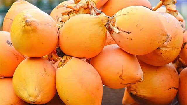 “Ceylon King Coconut Village” national programme to be launched tomorrow