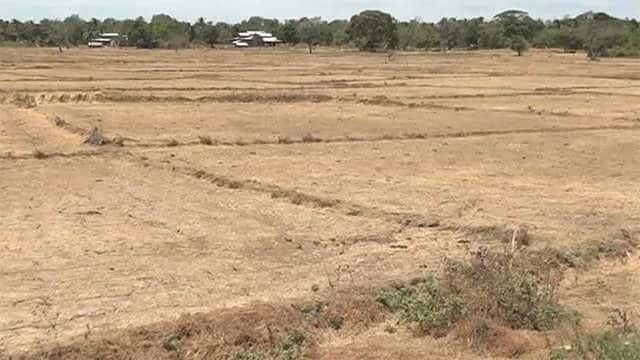 El Niño-driven drought damages over 8,000 acres of crops in Sri Lanka