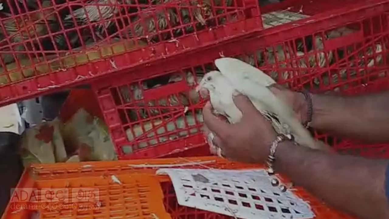 Rs. 10 million worth of pigeons allegedly smuggled by sea seized in Kalpitiya
