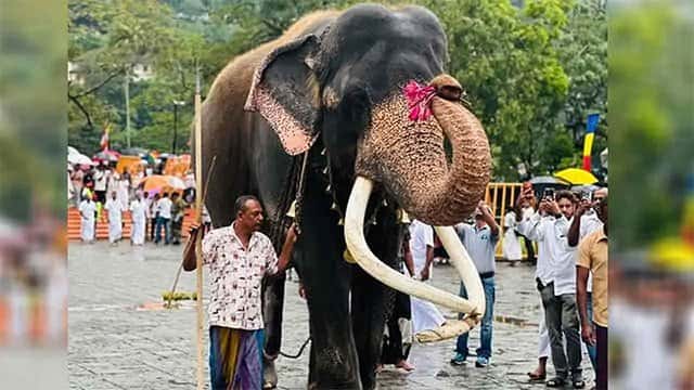 Sacred tusker Wasana to be released only for major ‘peraheras’