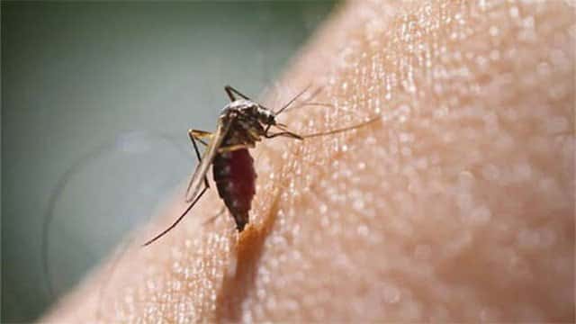Dengue death toll in Sri Lanka rises to 74