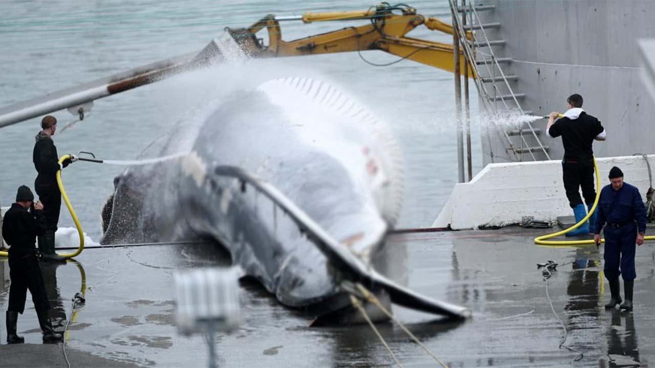 Iceland to propose whaling ban, leaving Norway and Japan isolated
