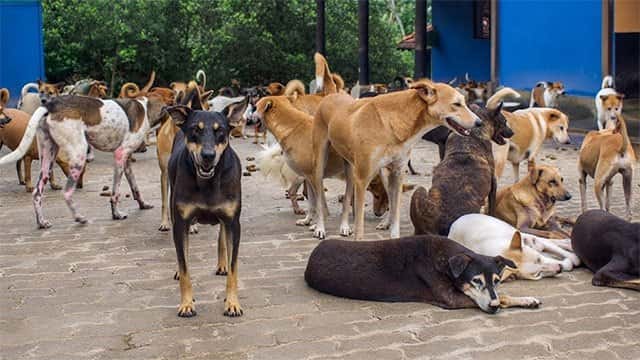 Dogs to require annual rabies vaccination and registration under new bill