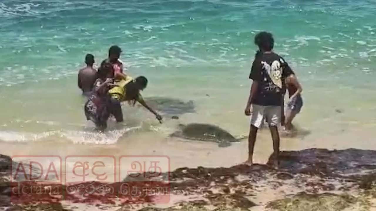 Three held for allegedly exploiting turtles to extort money from tourists