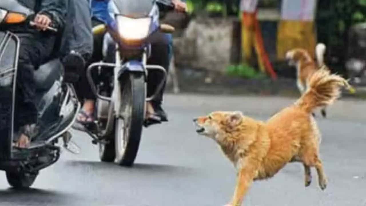 Stray dogs blamed for 30% of road accidents, veterinary expert says