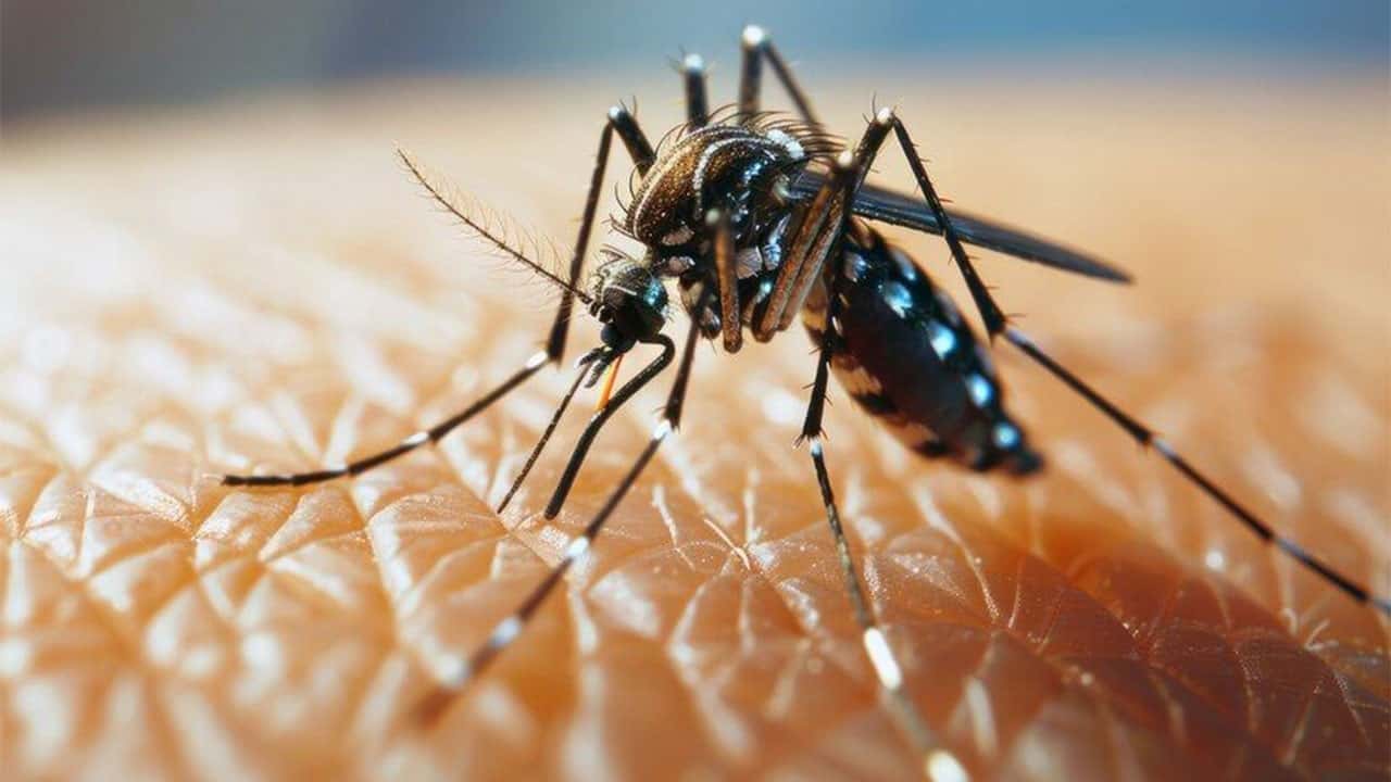 Sri Lanka’s dengue-related deaths climb to 75 with over 98,000 cases