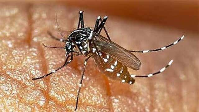 Sri Lanka’s dengue cases this year surpass 100,000