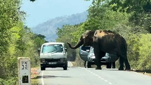 Legal action to be taken against those feeding wild elephants on Kataragama–Buttala road