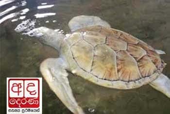 VIDEO: Police arrest turtle hatchery owner over ‘false complaint’