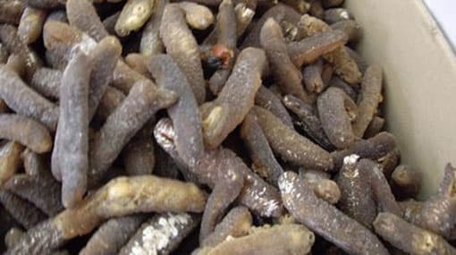 Sea cucumber being smuggled to Sri Lanka seized