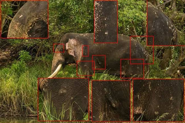 Did tusker ‘Mahasen’ suffer same fate as ‘Dala Puttuwa’?