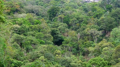 Missing trekkers in Knuckles Range found