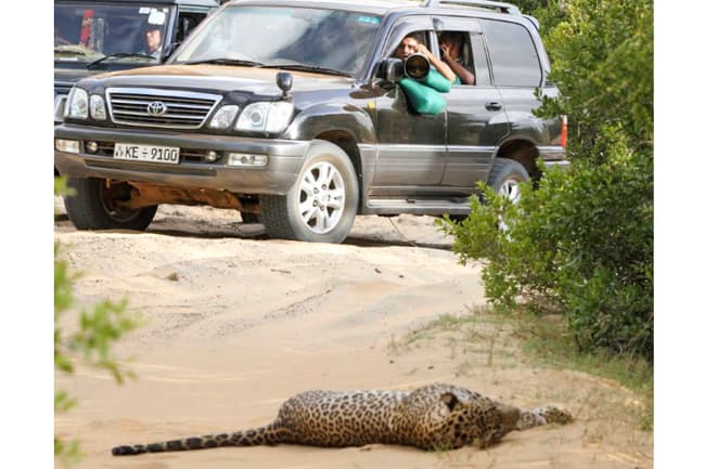 Will dedicate my life to conserve local leopards, Sajith tweets